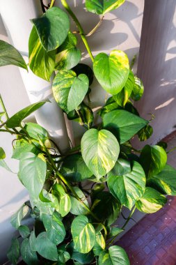 A closeup shot of Devil's ivy plant , Epipremnum aureum, growing in an Indian household as a decorative plant.