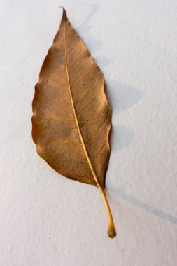 An isolated close up shot of a dry leave leaf with a white background. Uttarakhand India