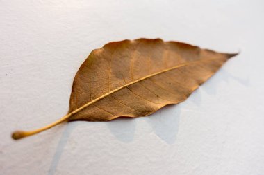 An isolated close up shot of a dry leave leaf with a white background. Uttarakhand India