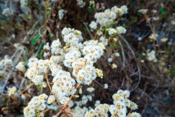 Petasites Frigidus Arctic Sweet Coltsfoot Arctic Butterbur Species Flowering Plant — Stockfoto