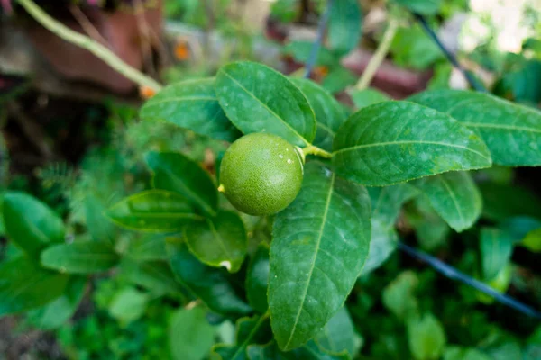 Djeruk Limau Comúnmente Conocido Como Lima Limón Colgando Árbol Jardín — Foto de Stock