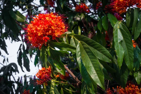 Ashoka Tree Blooming Flowers Leaves Saraca Asoca Commonly Known Ashoka — ストック写真