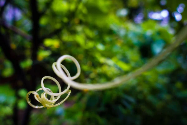 Vine, climbing plant tendrils isolated in an Indian garden with out of focus in natural settings.