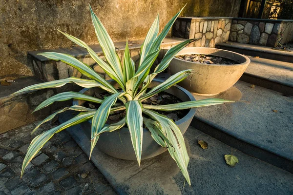 Mauritius Hemp Furcraea Foetida Plant Growing Big Decorative Flower Pot — Foto de Stock