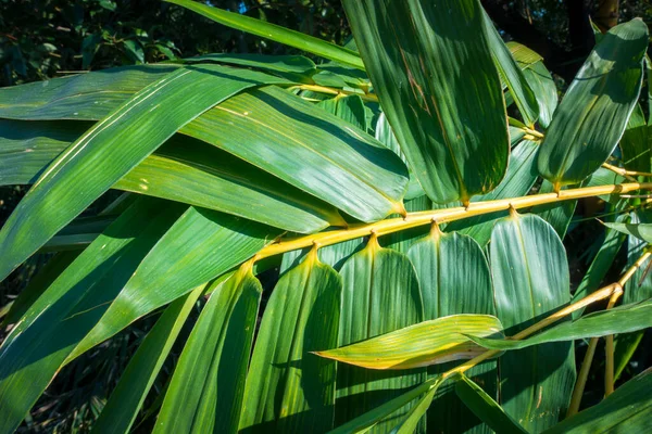 Feuilles Bambou Bambusa Tulda Bambou Indien Est Considéré Comme Une — Photo