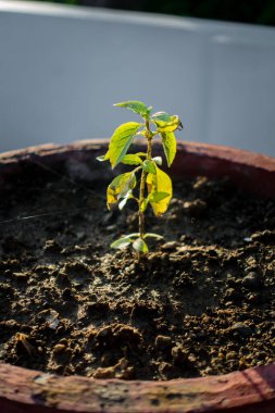 Fesleğen bitkisinin yakından çekilmiş bir fotoğrafı. Ayrıca Hint evindeki kırmızı bir çamur tenceresinde bulunan Tulsi bitkisi. Bu bitki Hindu Din 'inde kutsal kabul edilir..