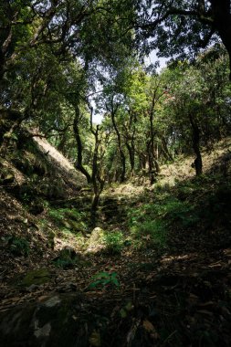 Buransh, Rhododendron Arboreum ağaçları Himalayalar 'da çiçek açan kırmızı çiçekler. Uttarakhand Hindistan