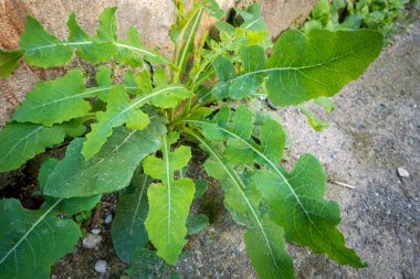 A close up shot of Lactuca serriola plant, also called prickly lettuce. Uttarakhand India.