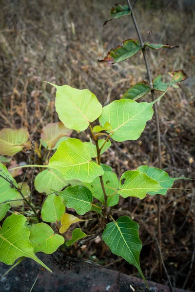 Close Shot Young Sacred Fig Ficus Religiosa Plant Growing Wild — 스톡 사진