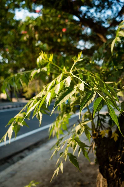 Close Shot Neem Tree Leaves India — Foto de Stock