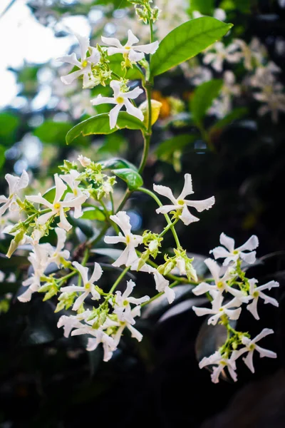 Asiatic Jasmine Vine Blooming White Flowers Trachelospermum Asiaticum Asiatic Jasmine — Fotografia de Stock