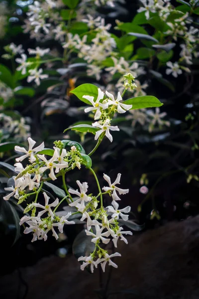 Asiatic Jasmine vine with blooming white flowers. Trachelospermum asiaticum, the Asiatic jasmine white flowers. uttarakhand India.