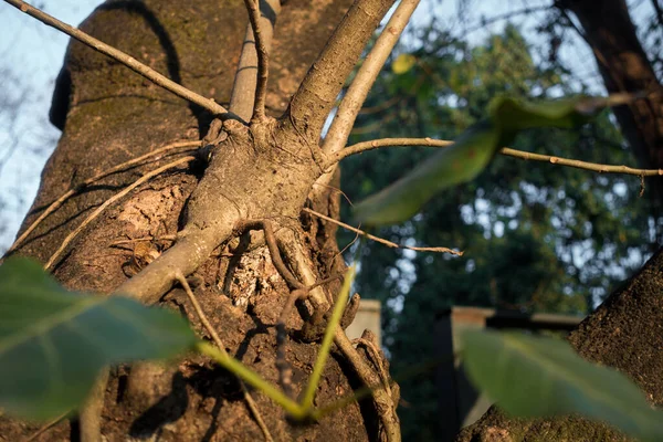 Stem Growing Out Trunk Banyan Tree Ficus Benghalensis Uttarakhand India — ストック写真