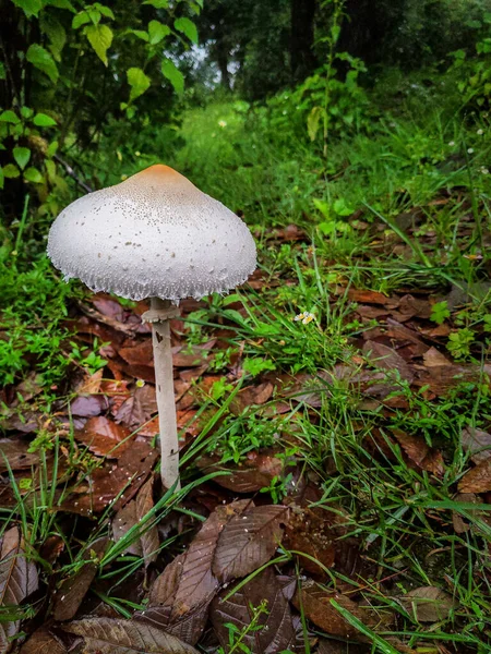 Macrolepiota Clelandii Mushroom Commonly Known Slender Parasol Jungles Himalayan Region — Stockfoto