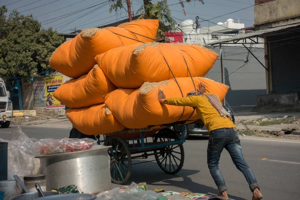 February 21st 2021 Dehradun India. A labor man pushing stacks of bundled hay used as cattle feed on a hand cart.