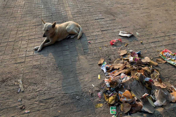 February 21st 2021 Dehradun India. A stray Indian Dog sitting along a pile of garbage in th footpath.