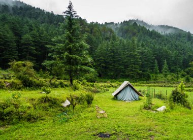 A tourist place in the meadows with a camp amid deodar tree forest and mountains in the background. Uttarakhand India.