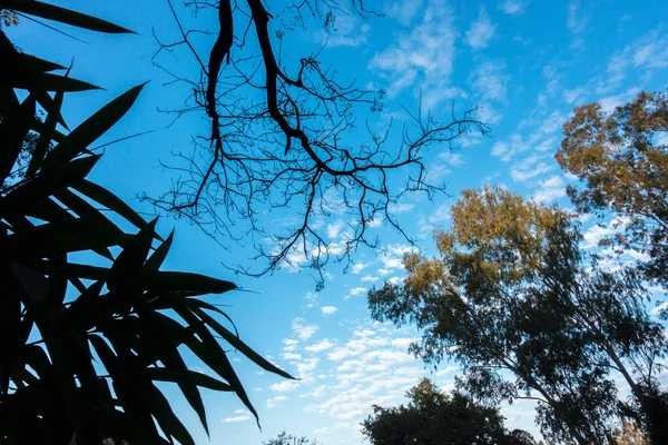 ウタラカンドの青い空に形成される白い雲のさまざまな形前景の木々や背景の山とインド — ストック写真