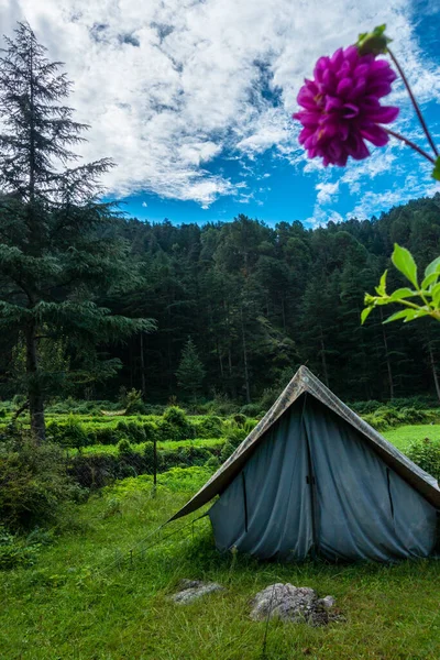 Tourist Place Meadows Camp Deodar Tree Forest Mountains Background Uttarakhand — Foto de Stock