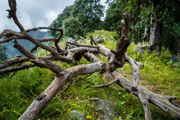 Fallen Rotting Tree Forest Uttarakhand India — ストック写真