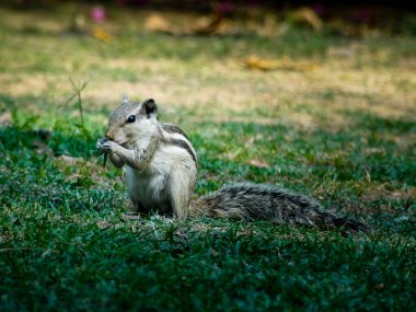 An Indian palm squirrel (Funambulus palmarum) also called three striped squirrel eating in natural surrounding.