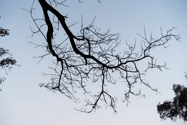 Silueta Árbol Sin Hojas Contra Cielo Brillante Durante Temporada Otoño — Foto de Stock