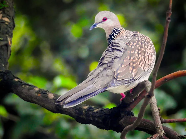 Spotted Dove Spilopelia Chinensis Sitting Tree Branch Visible Full Body — Stock Photo, Image