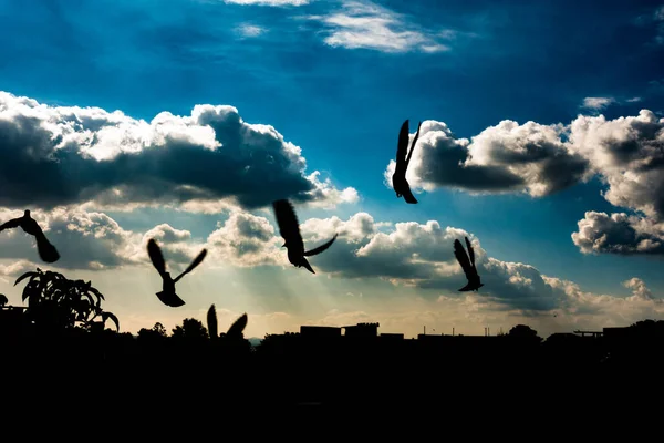 Artistic Silhouette Flying Pigeons Blue Sky White Clouds Background Uttarakhand — Stock Photo, Image