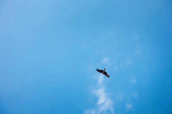 A solo black kite (Milvus migrans) flying in an open blue sky with its wings wide open. Uttarakhand india