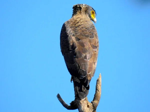 Águila Serpiente Crestada Spilornis Cheela Sentada Copa Árbol Bosque Himalayo — Foto de Stock