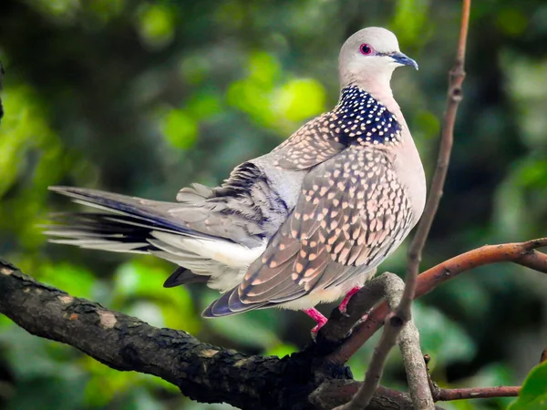 Spotted Dove Spilopelia Chinensis Sitting Tree Branch Visible Full Body — Stock Photo, Image