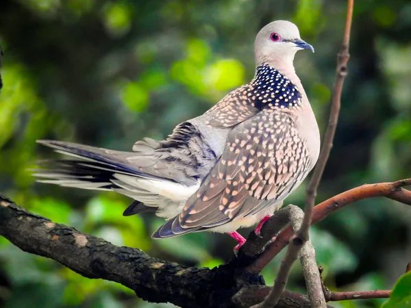 Die Fleckentaube Spilopelia Chinensis Sitzt Mit Sichtbarem Ganzkörper Auf Einem — Stockfoto