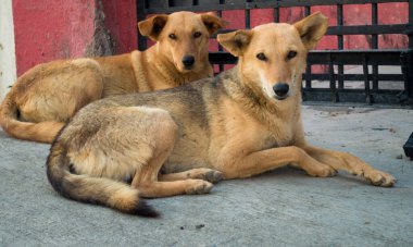 Hindistan 'da beton bir yolda oturan esmer kızılderili sokak köpeği çifti. Dehradun Uttarakhand Hindistan.