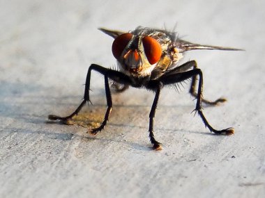 Flesh Fly 'a yakın çekim. Sarcophagidae, sinekler familyasından bir sinek türü. Uttarakhand Hindistan.