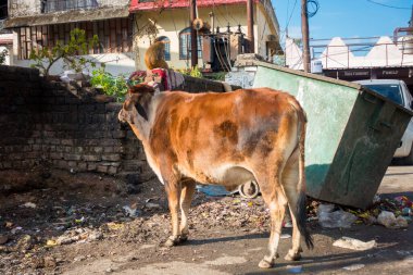 9 Ocak 2022. Dehradun, Uttarakhand Hindistan Çöp konteynerinin yanında duran başıboş bir inek.