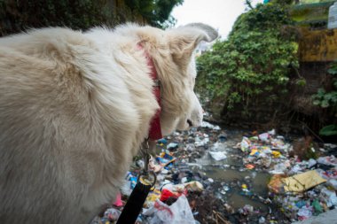 21 Şubat 2021 Dehradun Hindistan. Evcil beyaz Himalaya çoban köpeği tasmalı ve lağım dolusu çöplüğe bakıyor. Seçici odak.