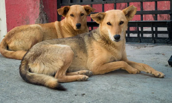 Paria India Marrón Pareja Perros Callejeros Sentados Una Carretera Hormigón — Foto de Stock