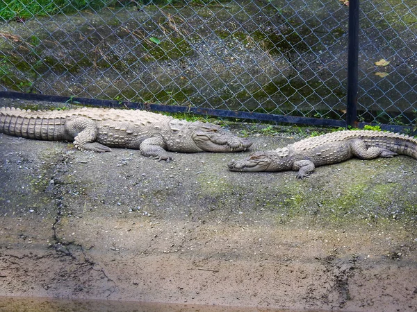 Agosto 2018 Dehradun City Uttarakhand India Alligatori Cattività Allo Zoo — Foto Stock