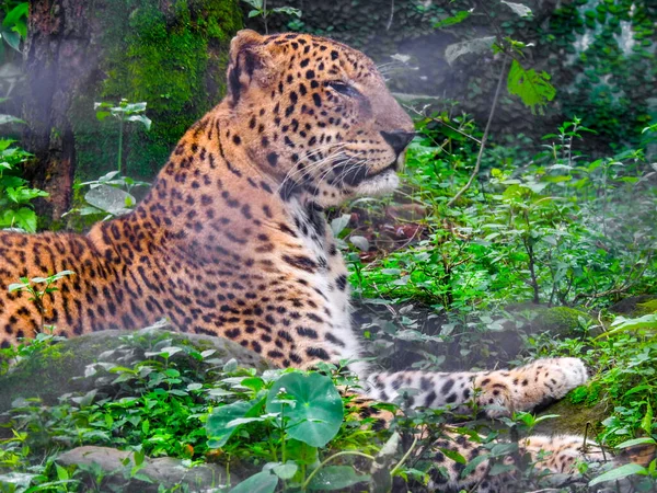 Agosto 2018 Dehradun City Uttarakhand India Leopardo Guldar Cattività Allo — Foto Stock