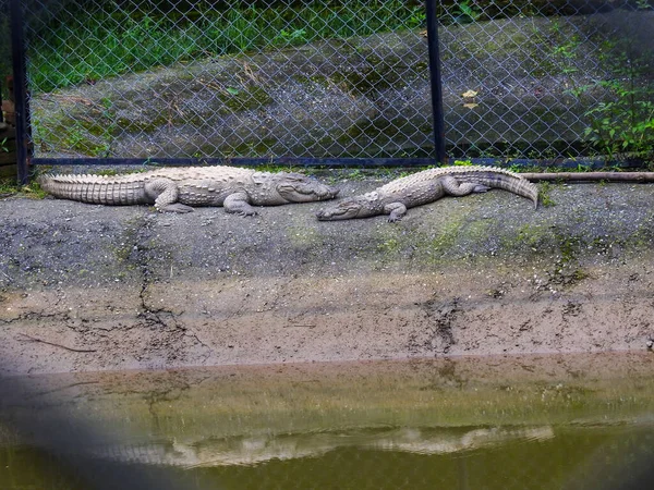 August 2018 Dehradun City Uttarakhand Indien Alligatoren Gefangenschaft Dehradun Malsi — Stockfoto