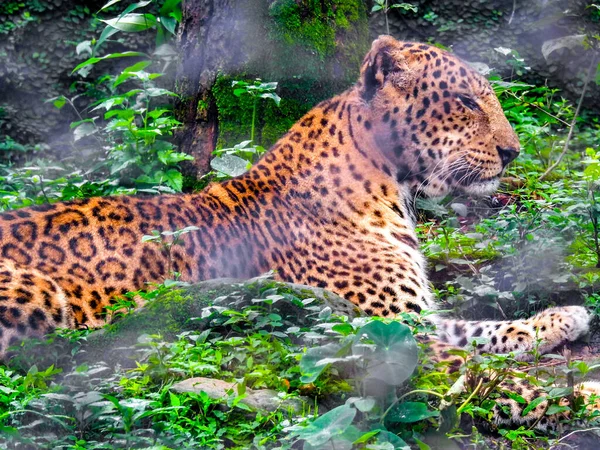 Agosto 2018 Dehradun City Uttarakhand India Leopardo Guldar Cattività Allo — Foto Stock