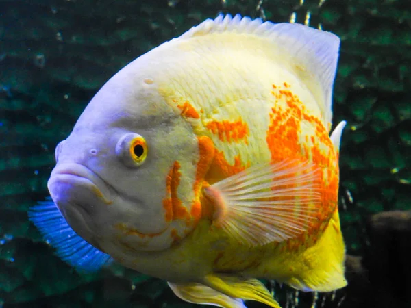 August 18th 2018, dehradun City Uttarakhand India. Oscar fish (Astronotus ocellatus)in an aquarium at Malsi Dehradun City Zoo.