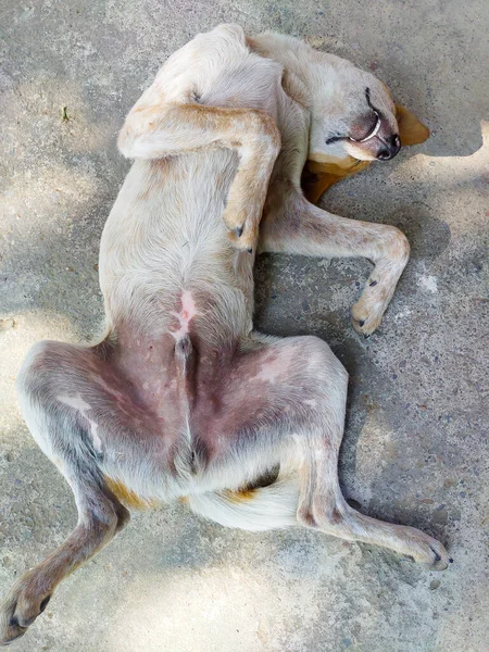 A white and brown Indian Pariah stray dog sleeping belly up in a playful pose. Uttarakhand India.