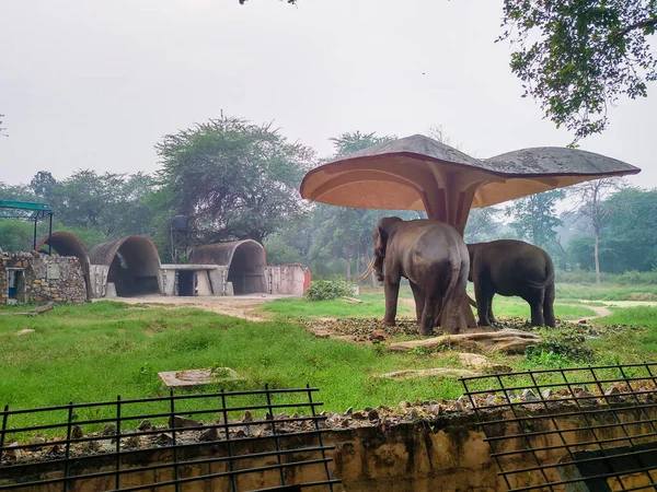 Noviembre 2019 Nueva Delhi India Par Elefantes Asiáticos Bajo Sombra — Foto de Stock