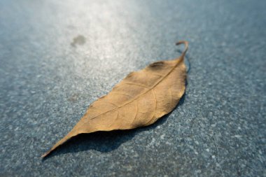Mavi dokulu kuru bir yaprağın izole edilmiş yakın plan görüntüsü. Uttarakhand Hindistan