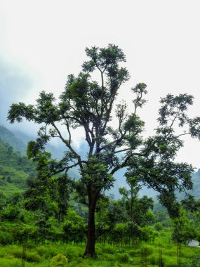 Muson sırasında Himalaya dağlarında, etrafını sisle kaplayan izole bir ağaç. Uttarakhand Hindistan.