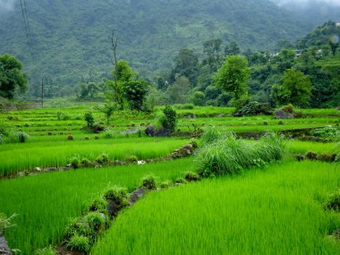 Uttarakhand Hindistan 'ın Himalaya bölgesindeki organik çeltik pirinç tarlalarının geniş açılı çekimi. Hindistan 'da çiftçilik.