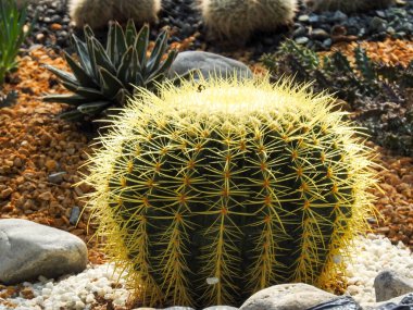 Altın fıçı kaktüs (Echinocactus grusonii veya Kroenleinia grusonii) bir çiçek fidanlığında saksılarda yetişir. Uttarakhand Hindistan.