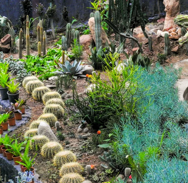 Una Variedad Cactus Echinopsis Que Crecen Zoológico Malsi Dehradun Uttarakhand — Foto de Stock