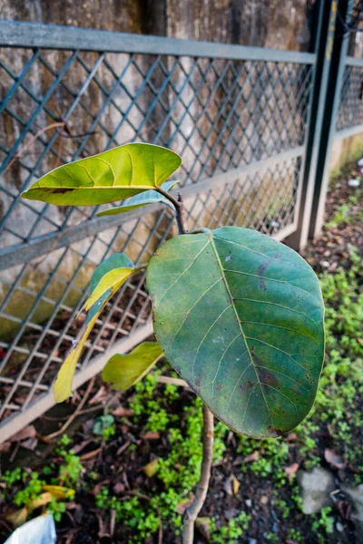 インドのウッタラーカンド州デフラダン市の道路脇で成長している若いバンヤンツリーの植物 緑のキャンペーンへ — ストック写真